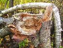 storm damage removal | Colorado